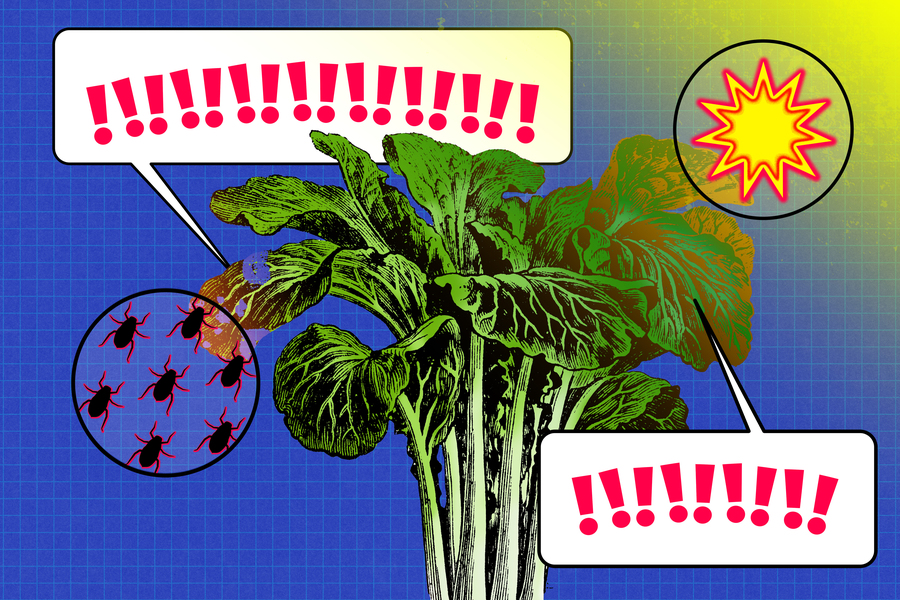 Sensor Application on Leaf