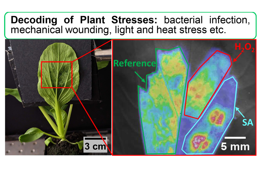 Plant Stress Sensors