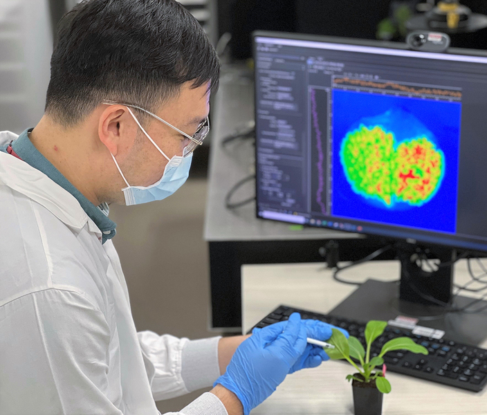 Nanosensor detecting plant hormones
